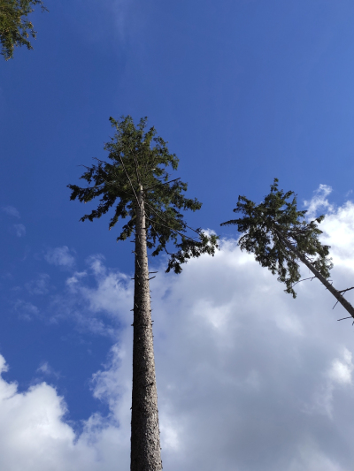 Baum ragt in die Luft